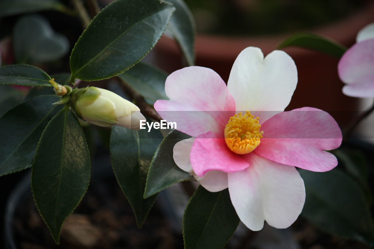 High angle close-up of white flower growing on plant