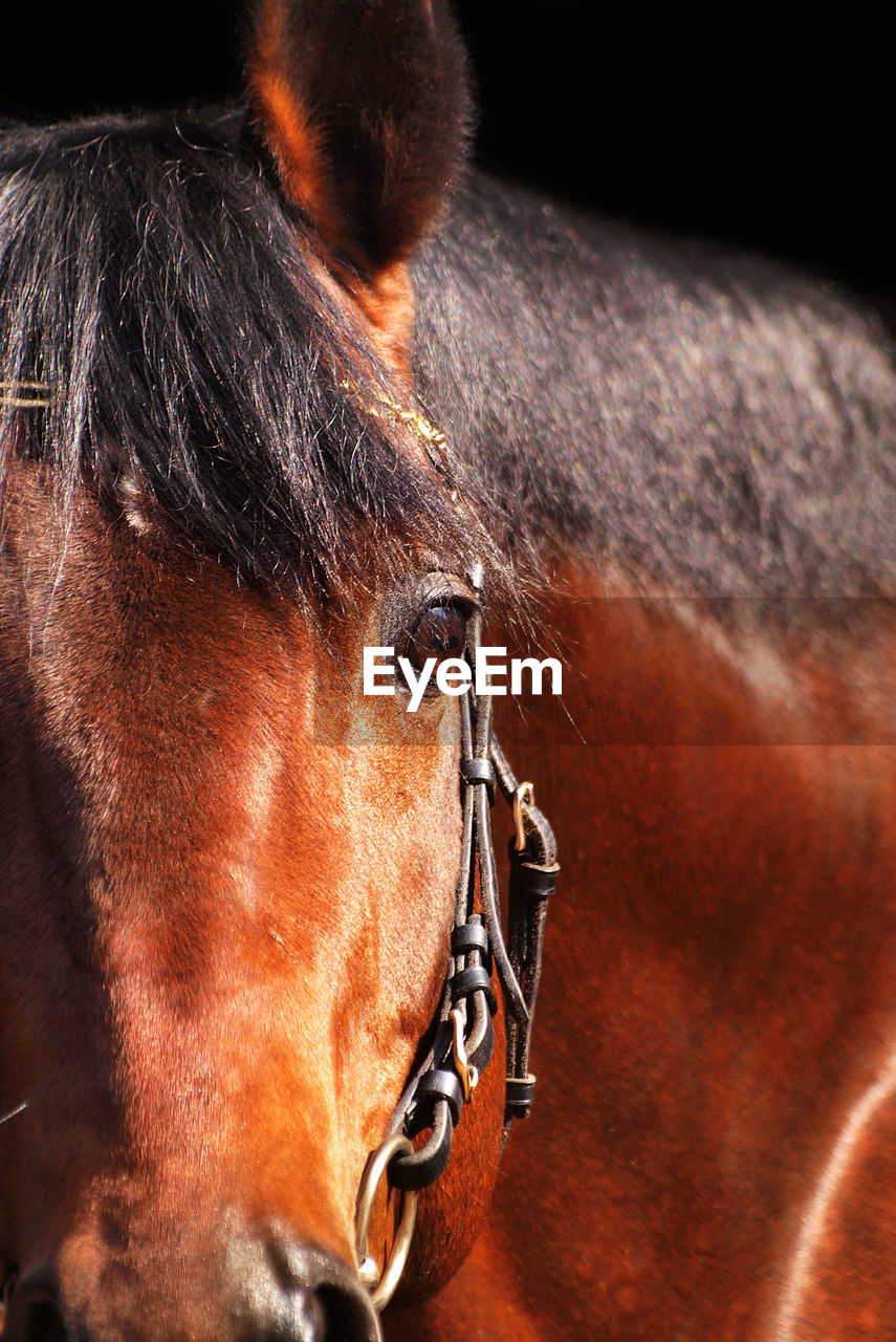 Close-up of horse against black background