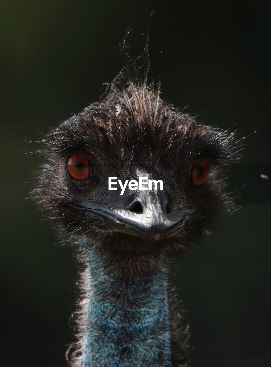 Close-up portrait of a peacock