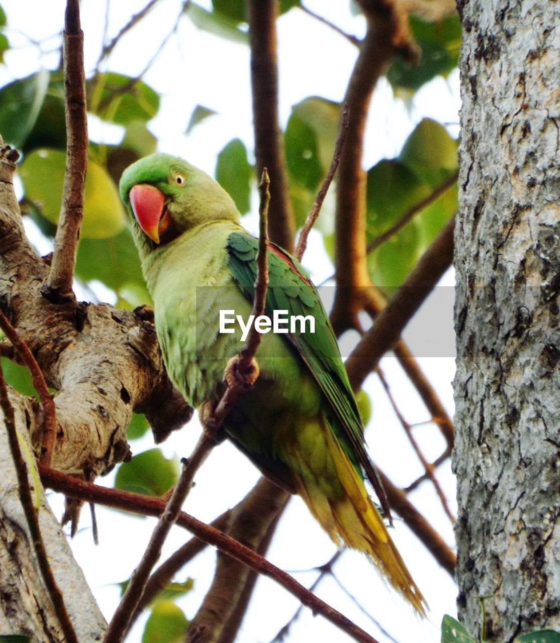 LOW ANGLE VIEW OF PARROT ON TREE