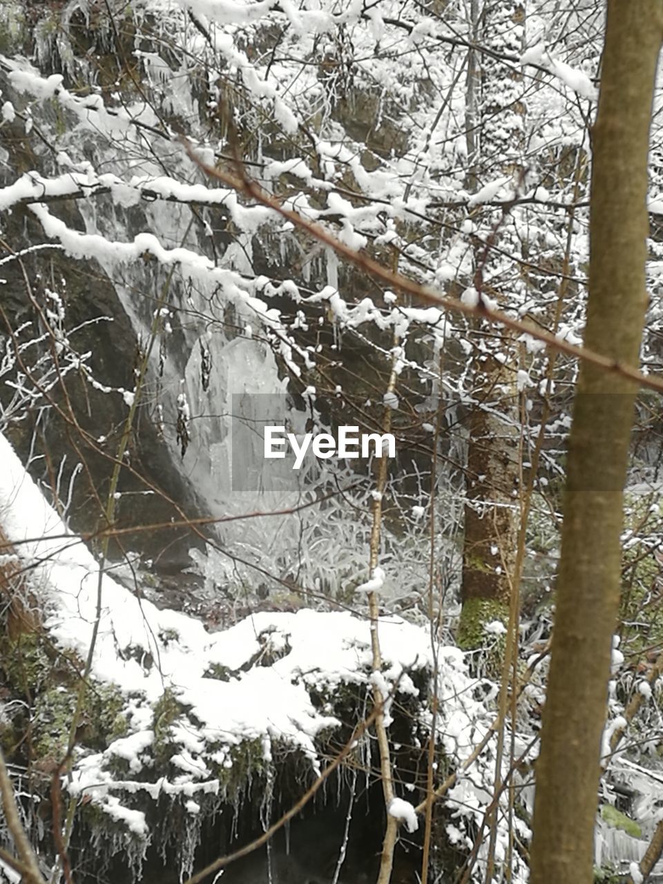 CLOSE-UP OF FROZEN TREES