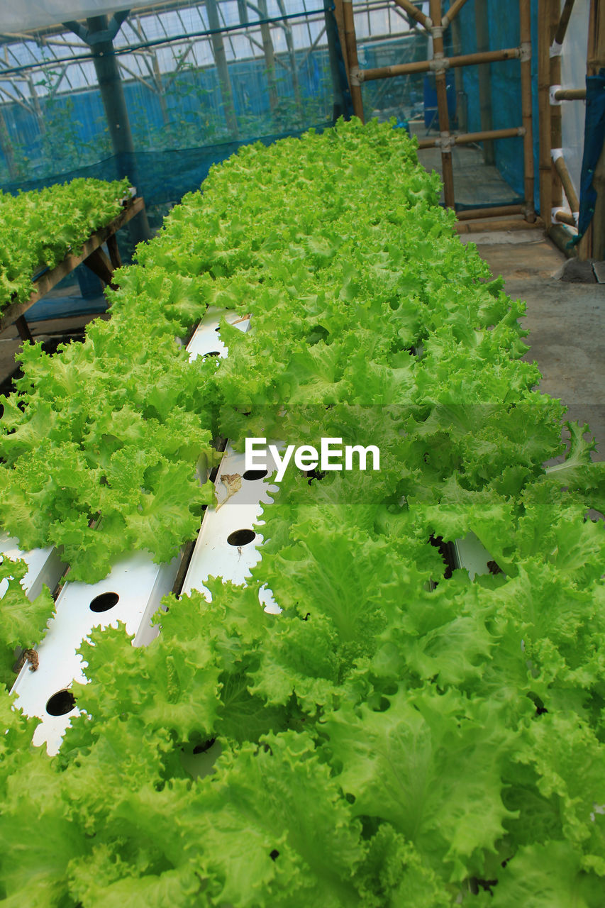 HIGH ANGLE VIEW OF SHEEP ON PLANT