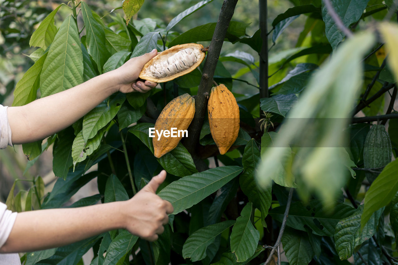 Selective focus the white pulp of the bright yellow cocoa in the hands of a large cocoa farmer