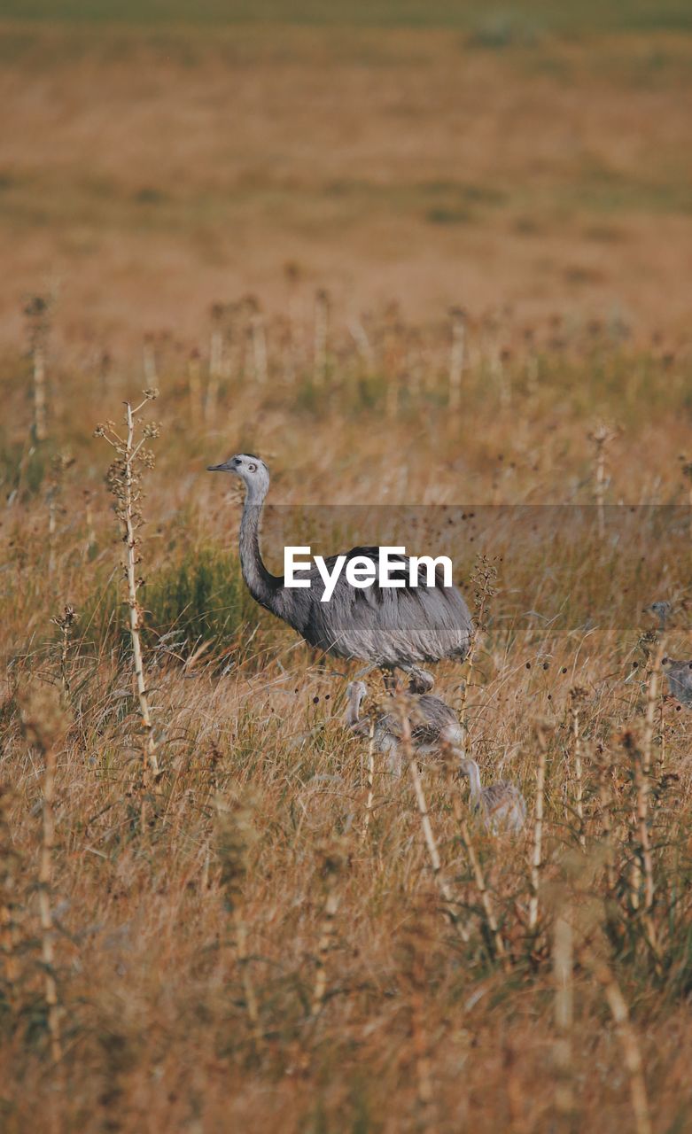 View of bird on field