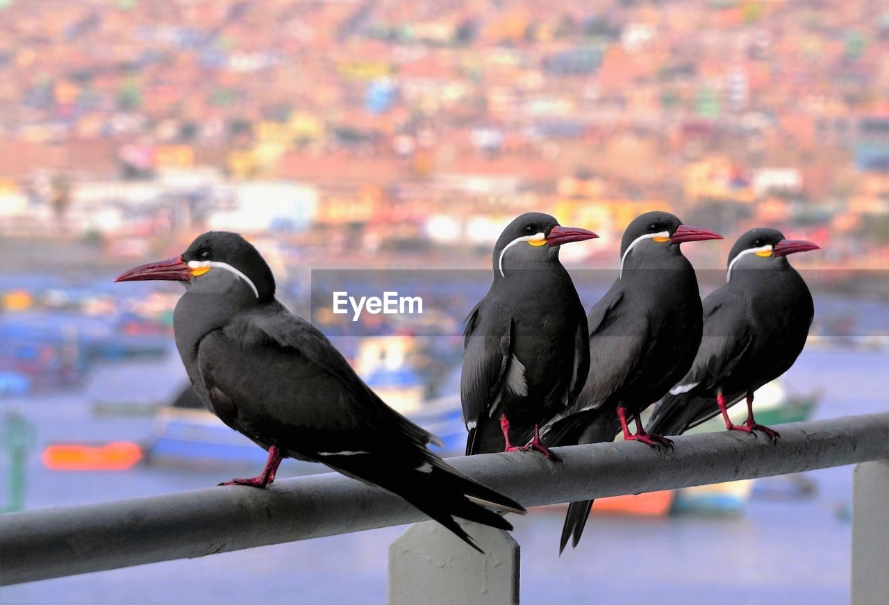 Close-up of black birds perching on railing in city