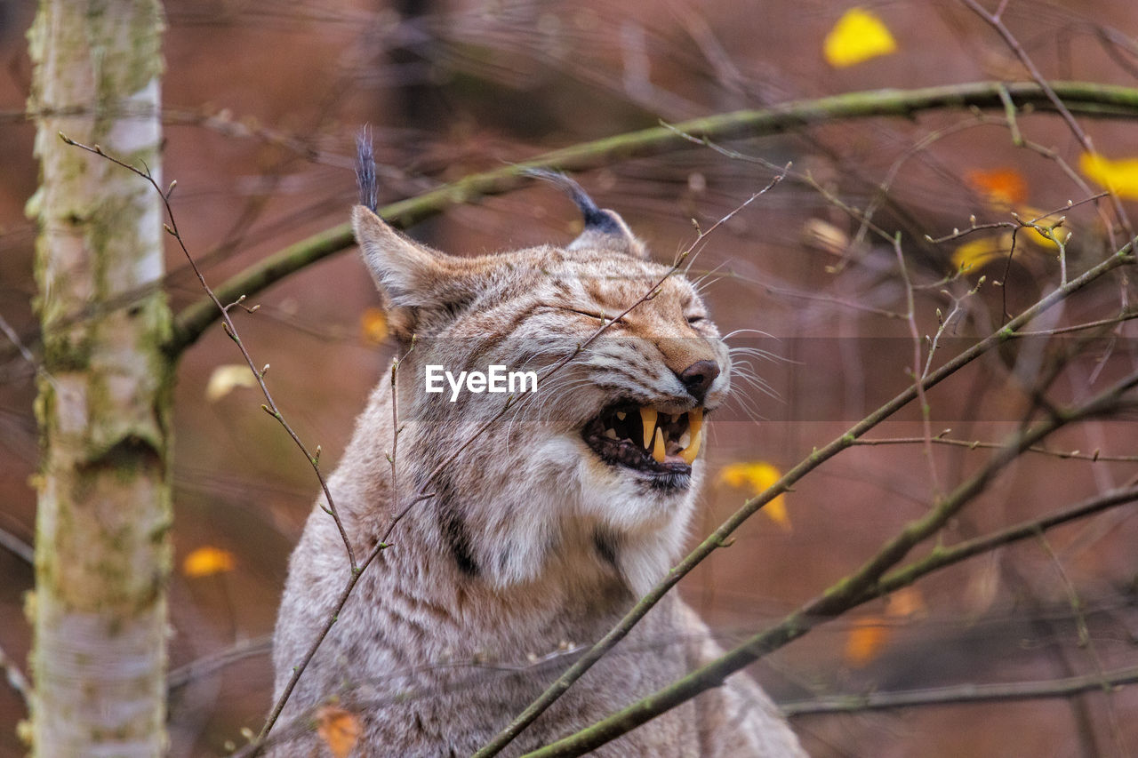 Lynx by plants in forest