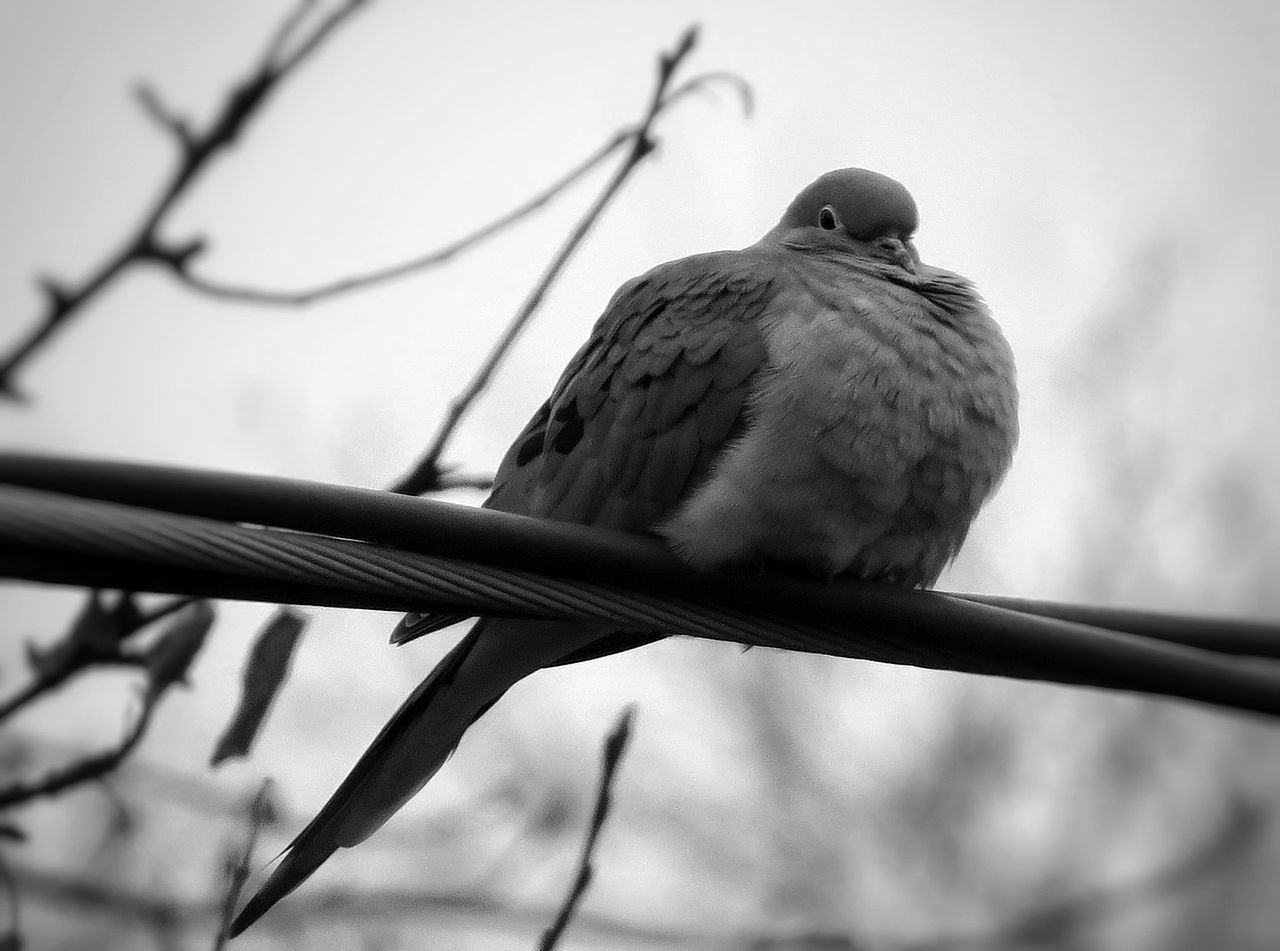 Low angle view of bird on railing