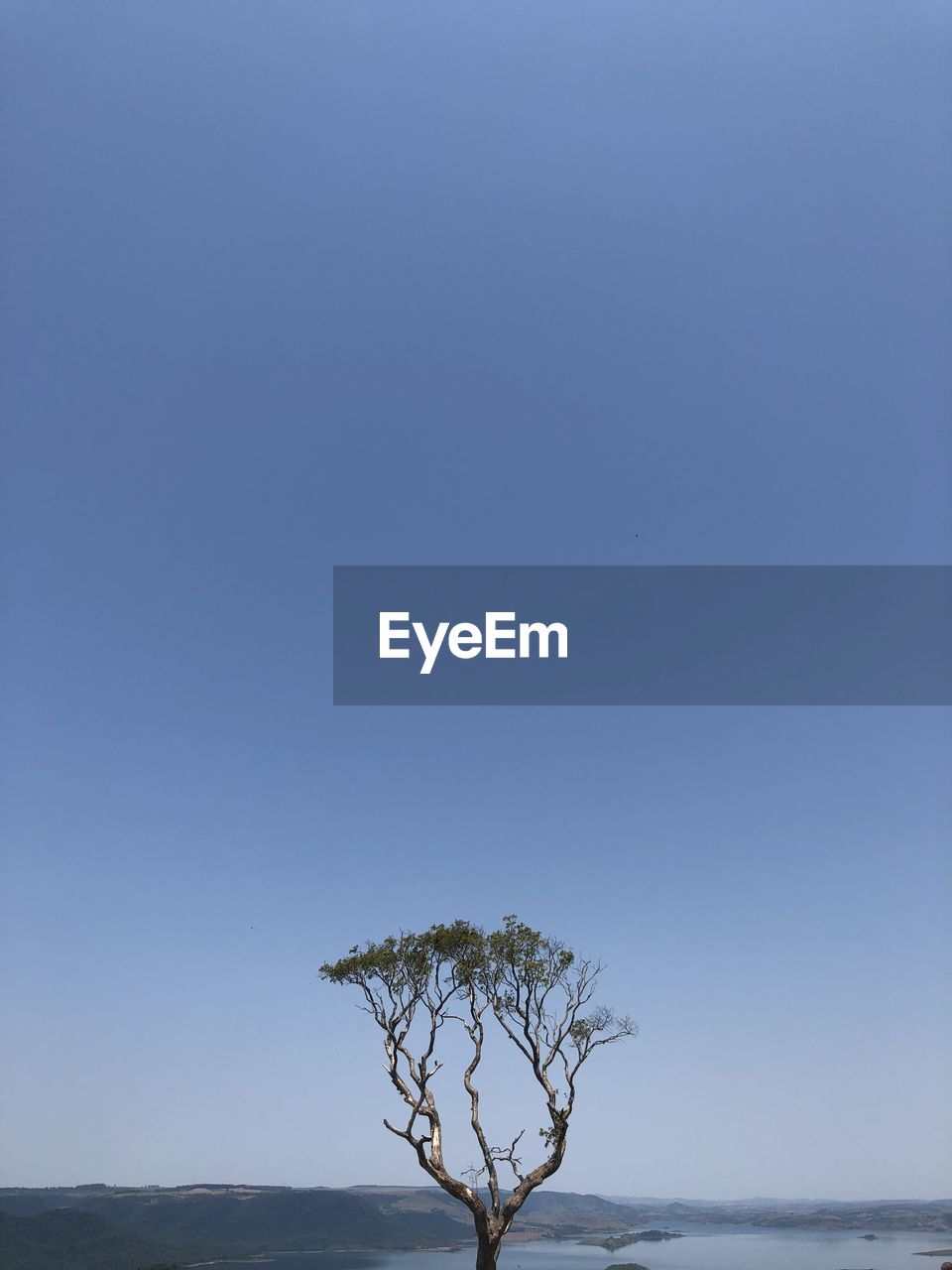 TREE AGAINST CLEAR BLUE SKY