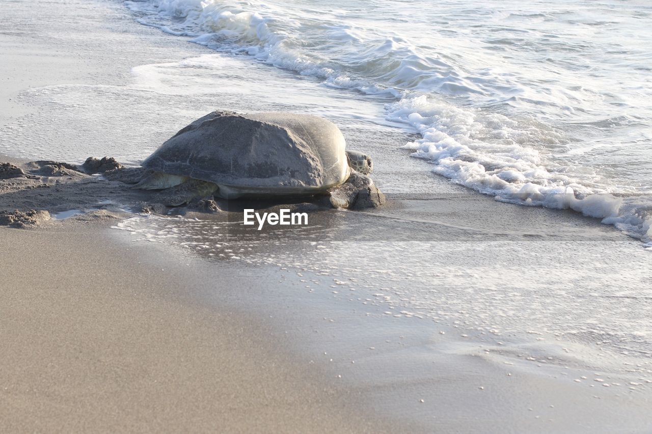 TURTLE ON BEACH