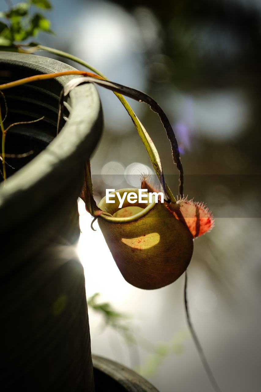 High angle view of potted pitcher plant