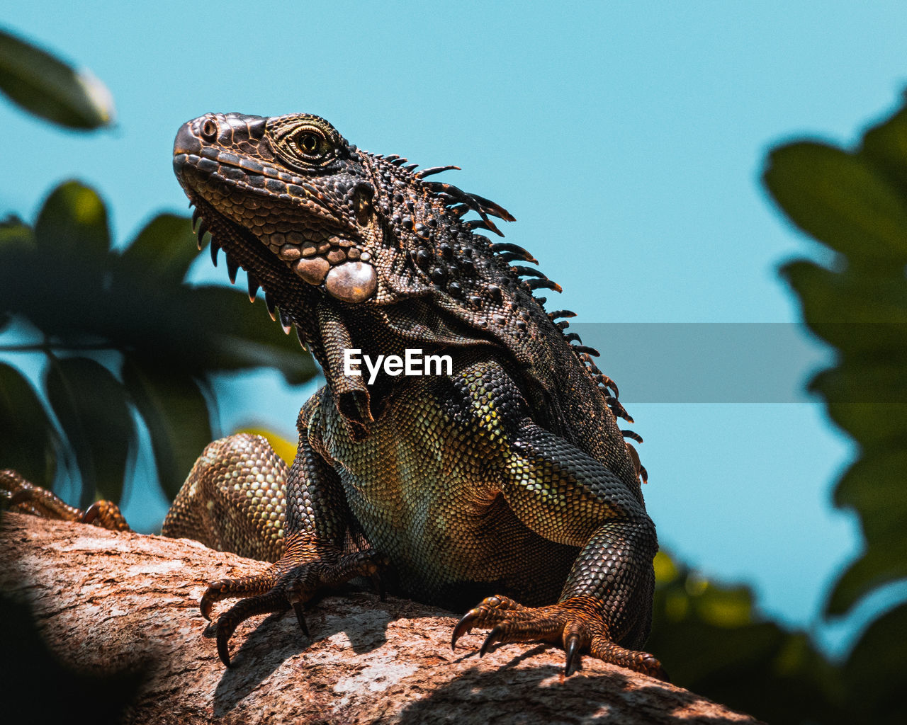 Close-up of reptile iguana on top of a tree from the caribbean, puerto rico