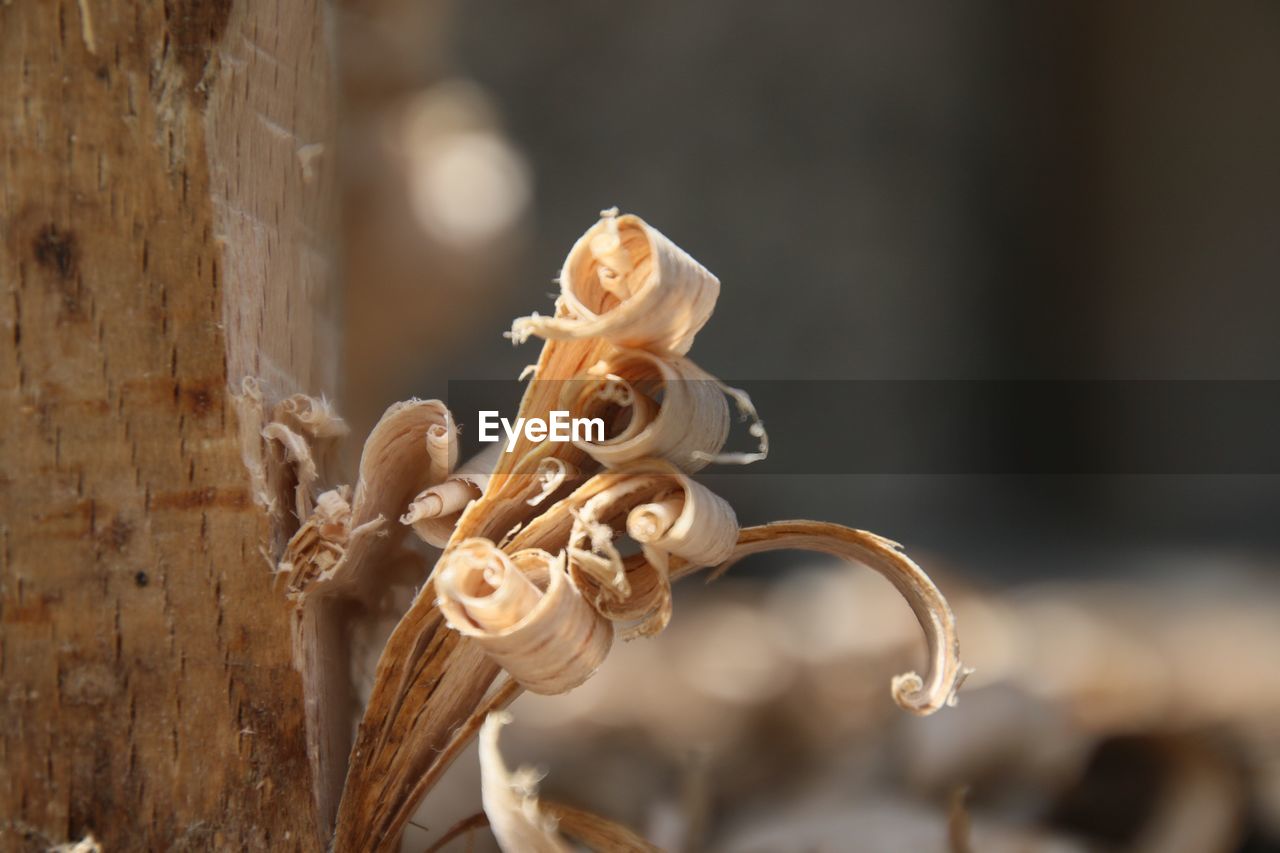 Close-up of wood shavings