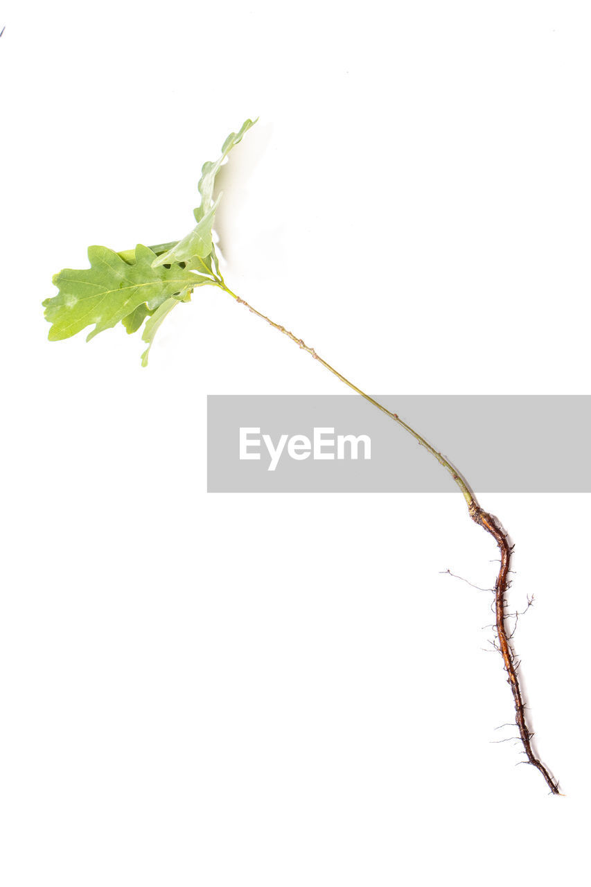 branch, studio shot, plant part, white background, leaf, no people, plant, indoors, nature, copy space, food and drink, close-up, cut out, green, twig, freshness, food, plant stem, produce, insect, healthy eating