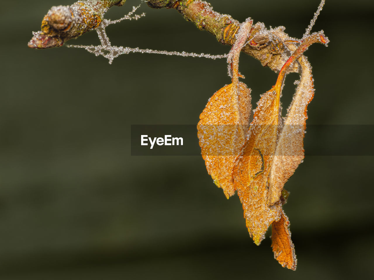 branch, leaf, macro photography, close-up, flower, plant, twig, nature, yellow, no people, autumn, focus on foreground, tree, plant stem, plant part, hanging, frost, outdoors, orange color, beauty in nature, dry