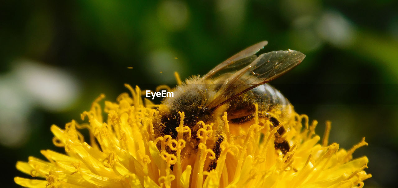 CLOSE-UP OF BEE ON FLOWER