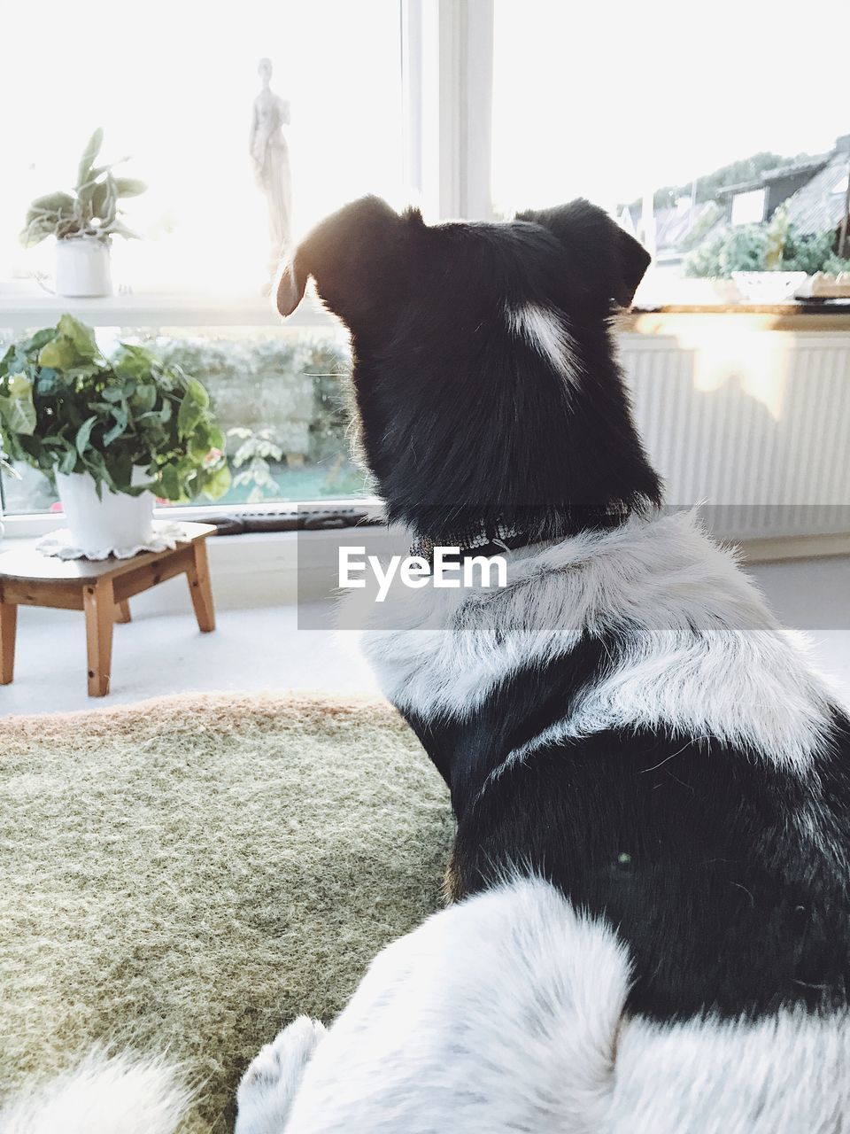 Rear view of dog relaxing in living room at home