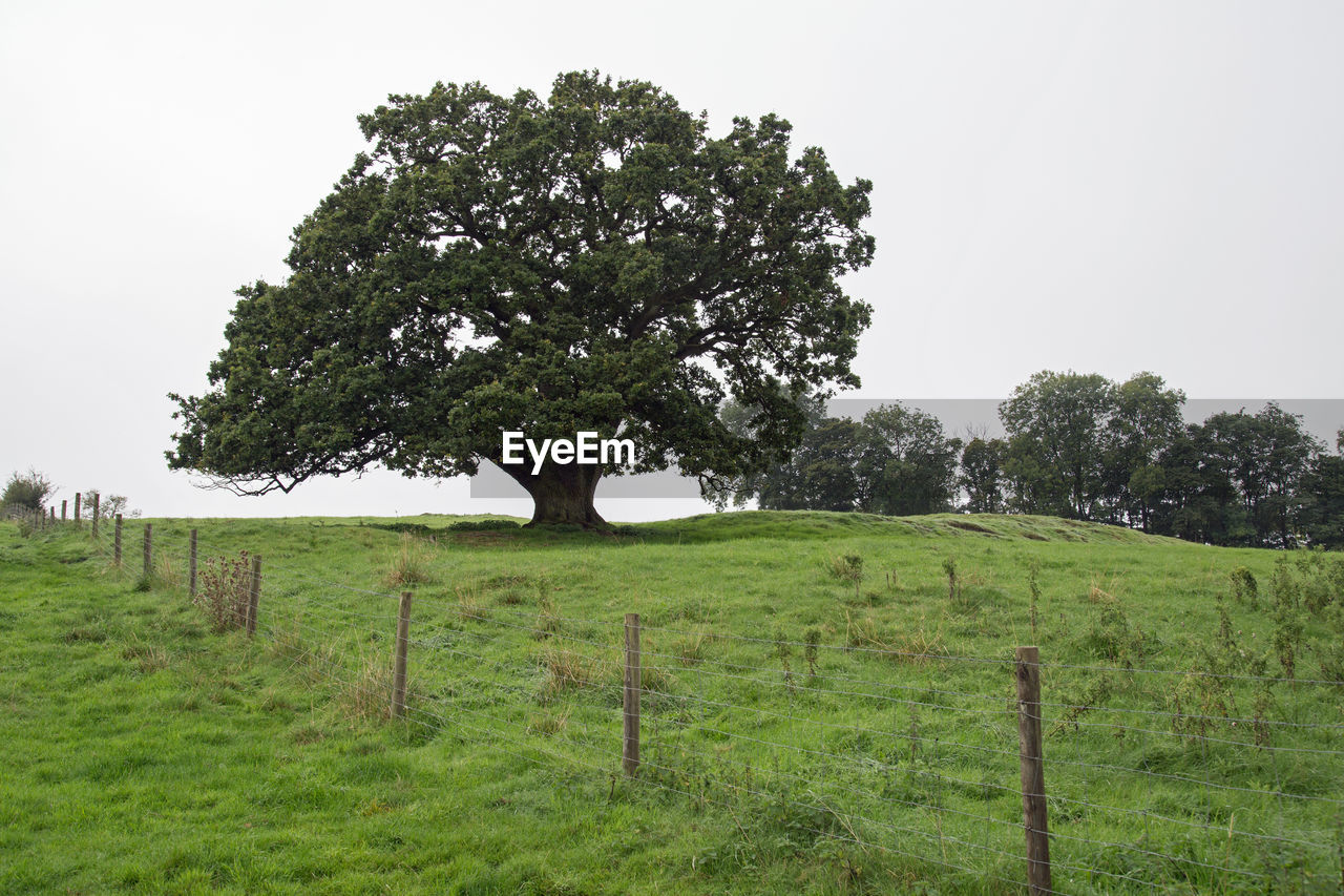 TREE IN FARM AGAINST SKY