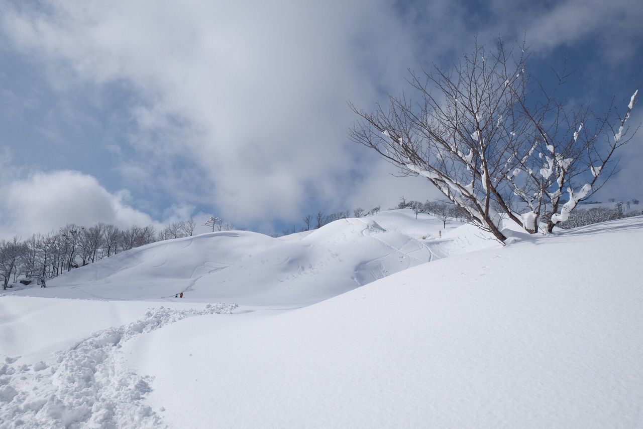 Bare trees on snow covered landscape against sky