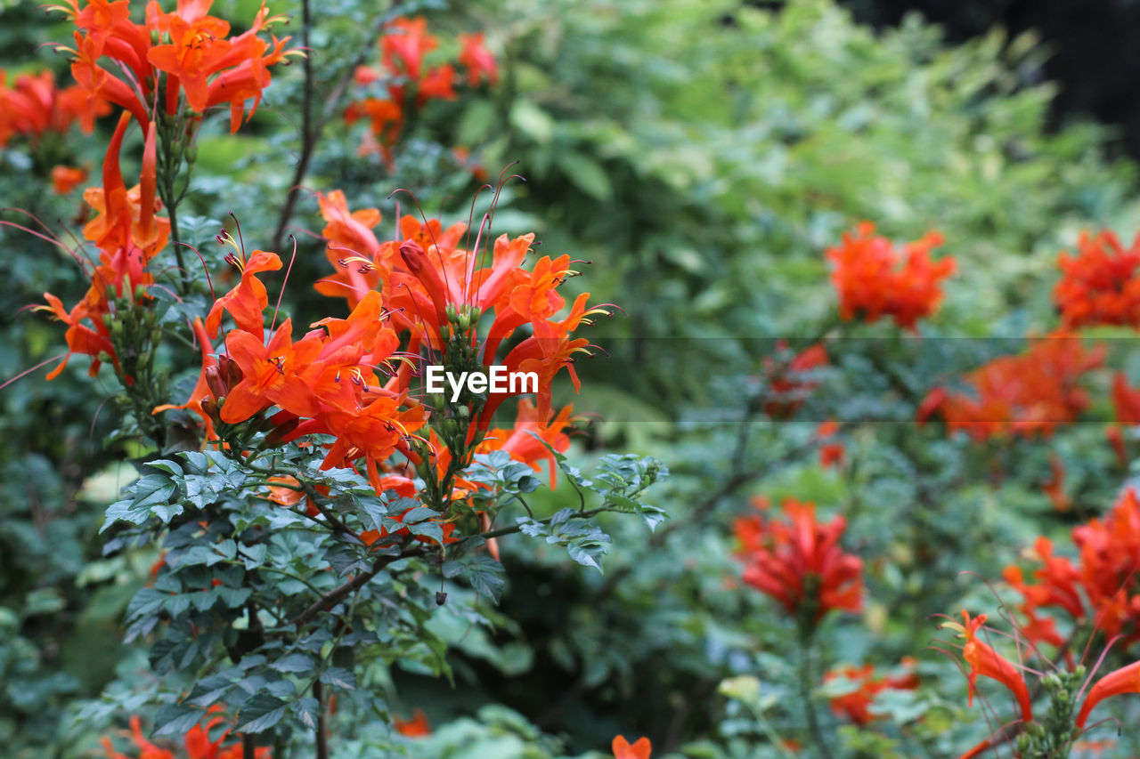 Close-up of orange flowering plants