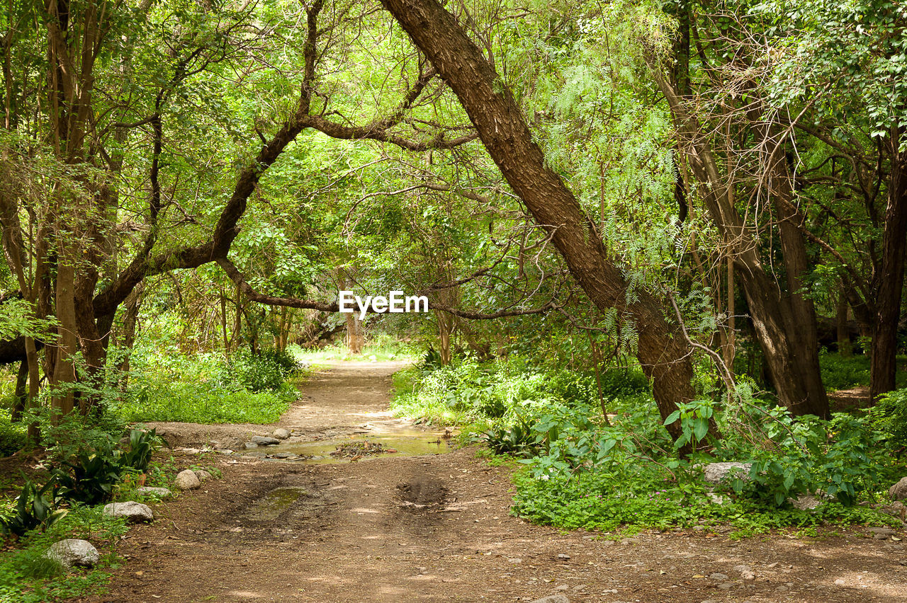 Footpath amidst trees in forest