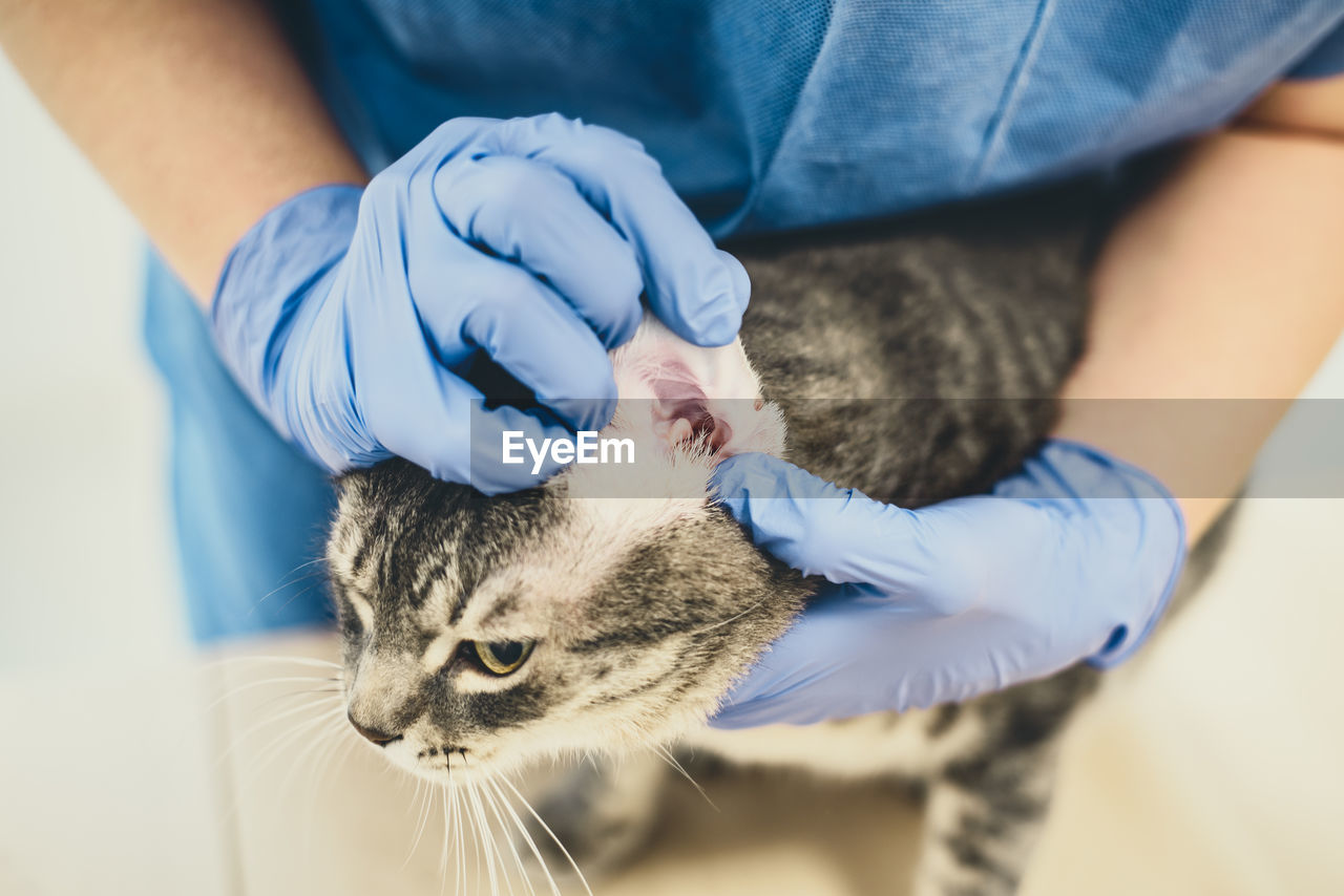 Veterinarian doctor is examining the ear of a cat