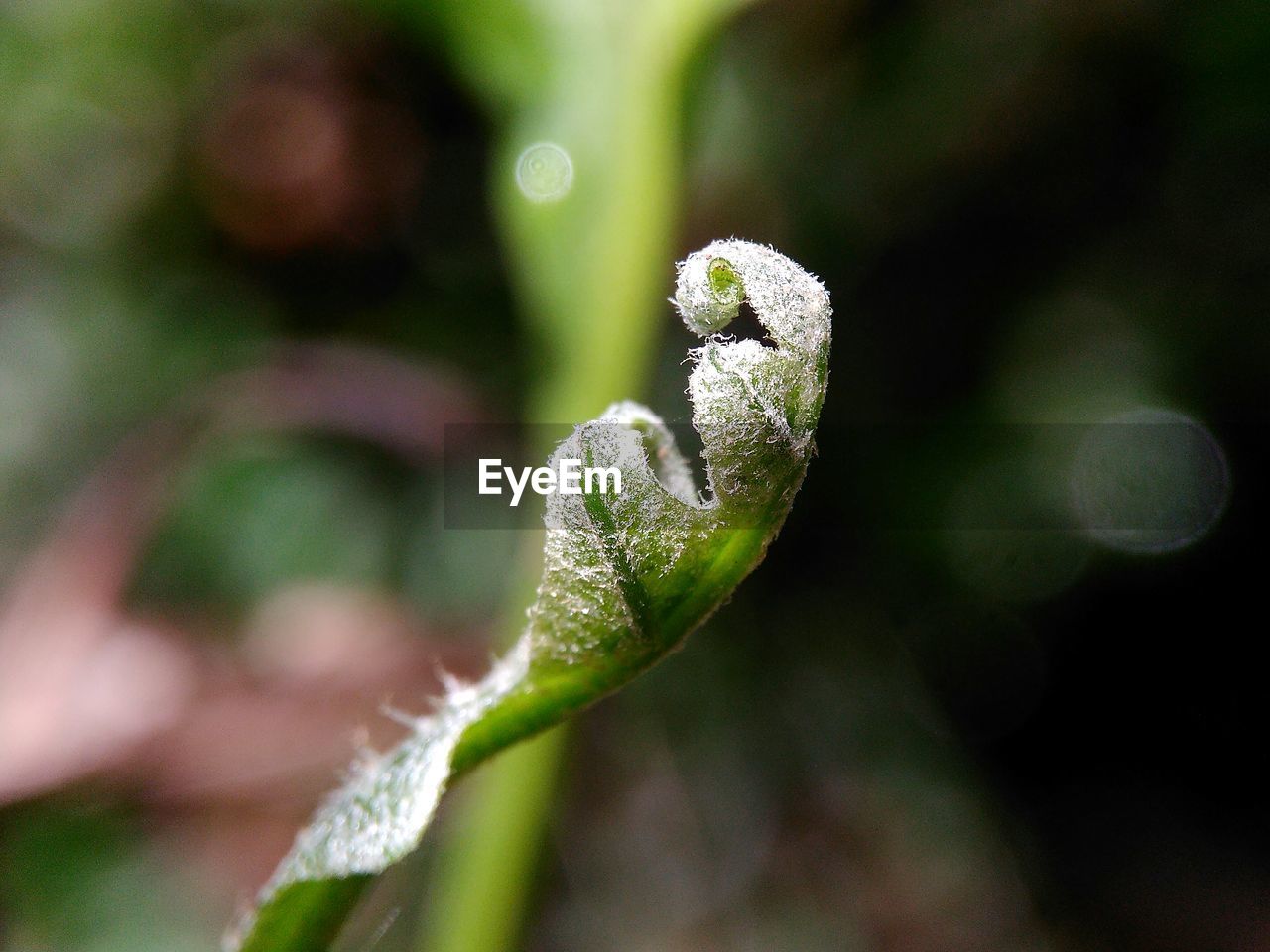 CLOSE-UP OF FLOWER ON PLANT OUTDOORS