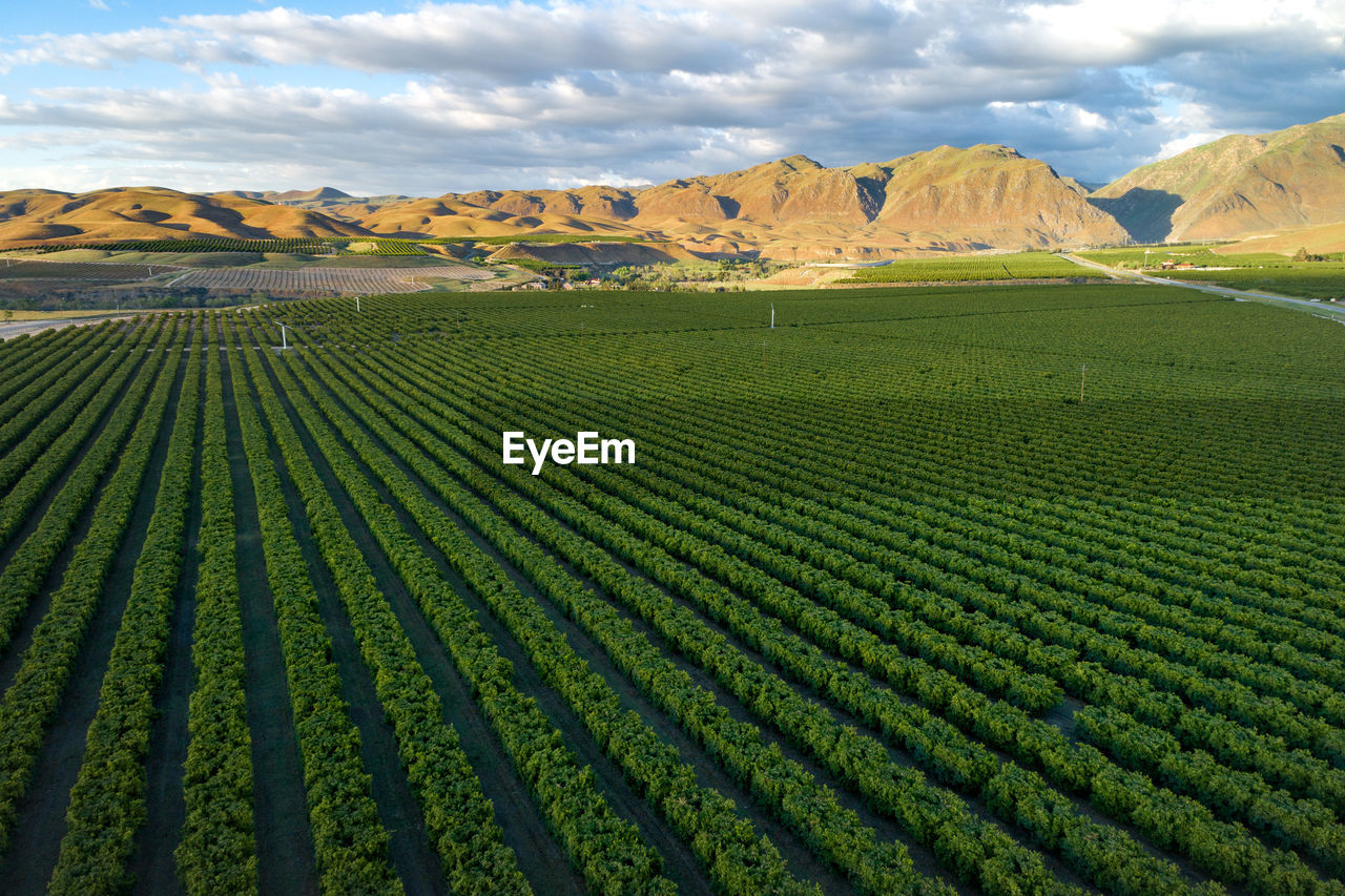 Olive plantation in bakersfield, california. beautiful sunset light