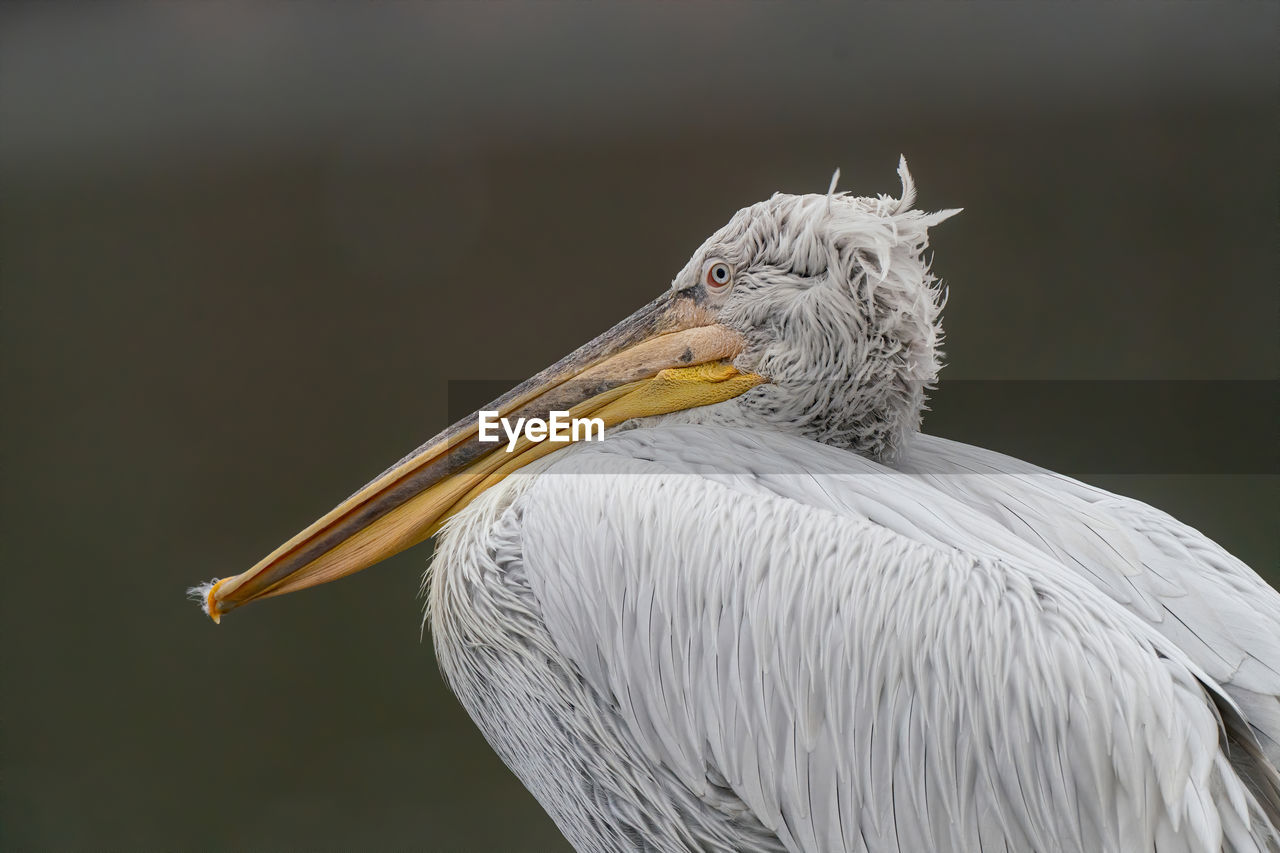 Close-up of pelican