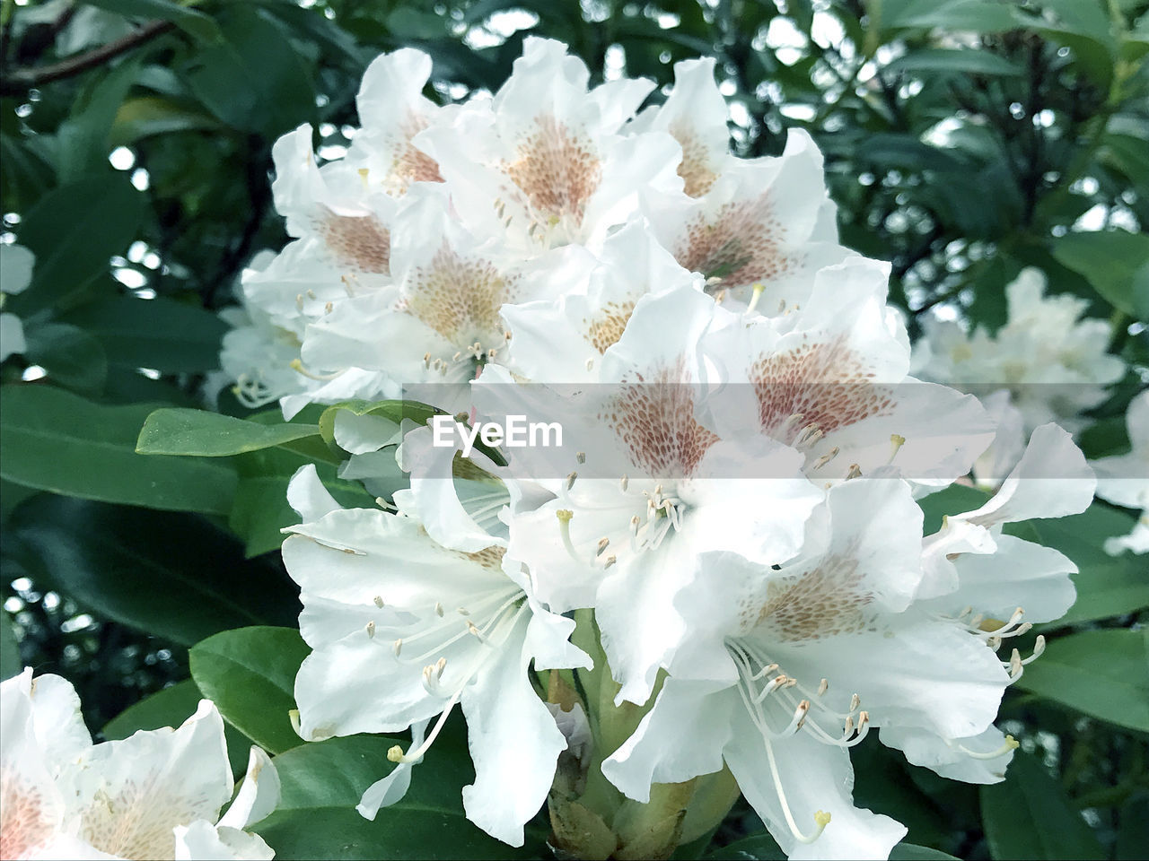 CLOSE-UP OF WHITE FLOWERS AND TREE