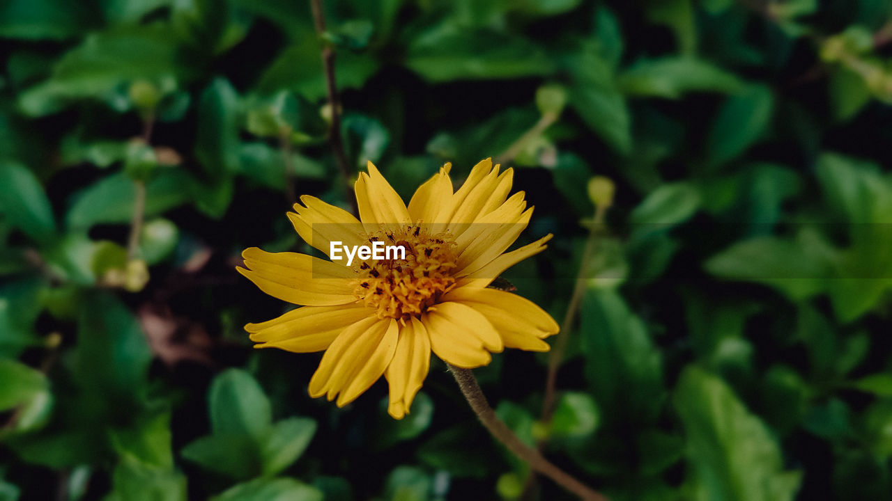 Close-up of yellow flower