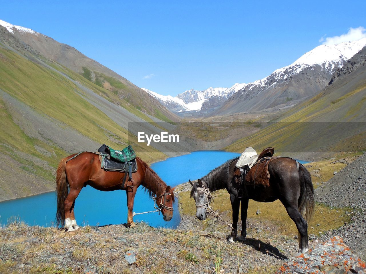 Rest with horses at a blue mountain lake in the kyrgyz foothills of the altai mountains