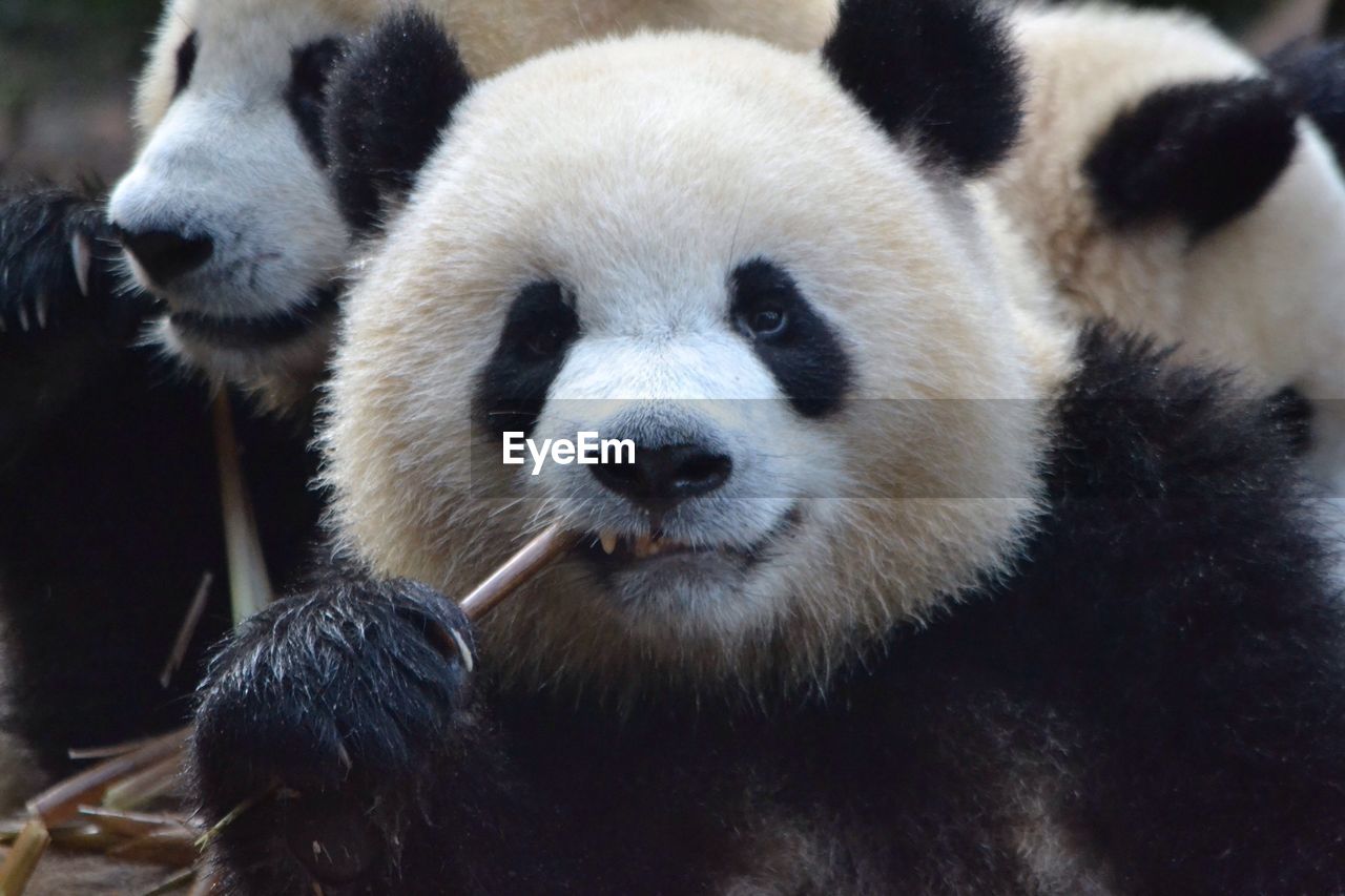 Close-up portrait of panda eating twig