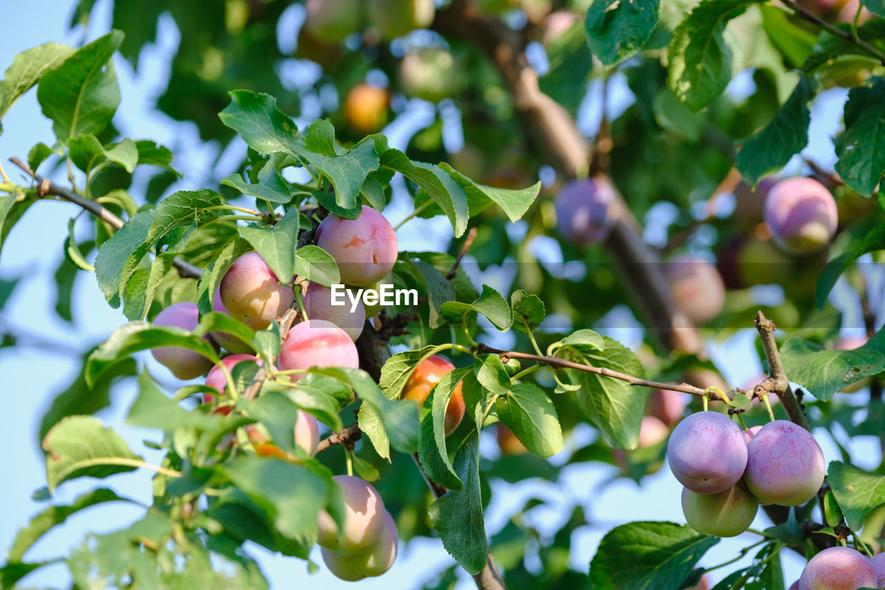 Plum tree with juicy fruits on sunset light download