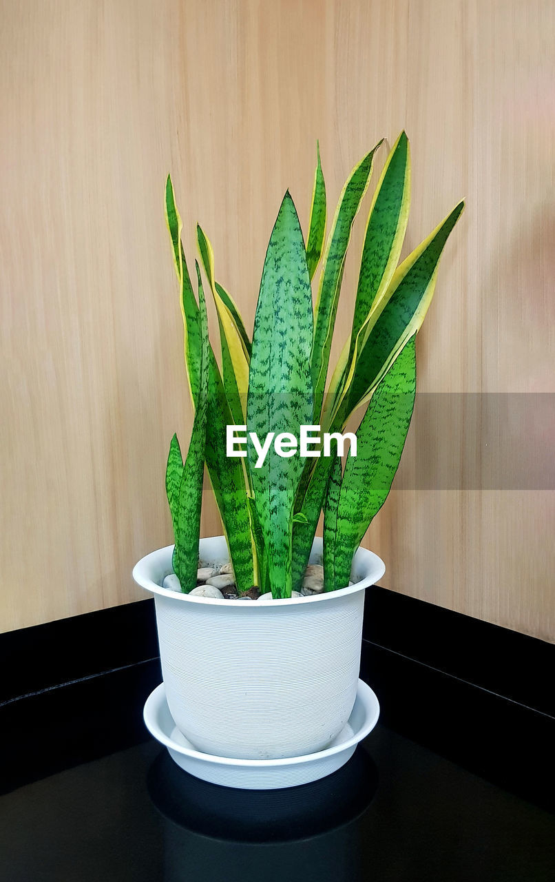 Potted plant on table