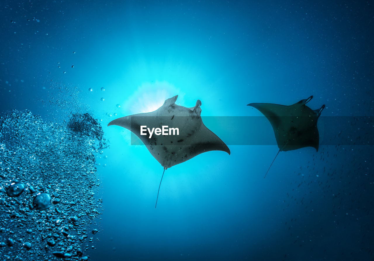 Stingray swimming in sea