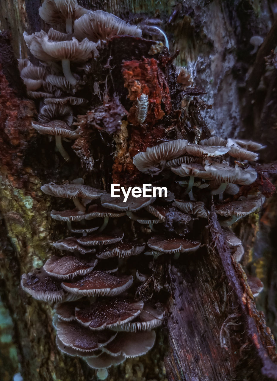 CLOSE-UP OF MUSHROOM GROWING IN FOREST