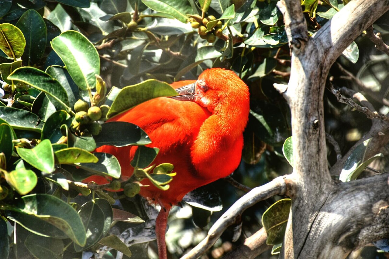 CLOSE-UP OF RED LEAVES ON TREE