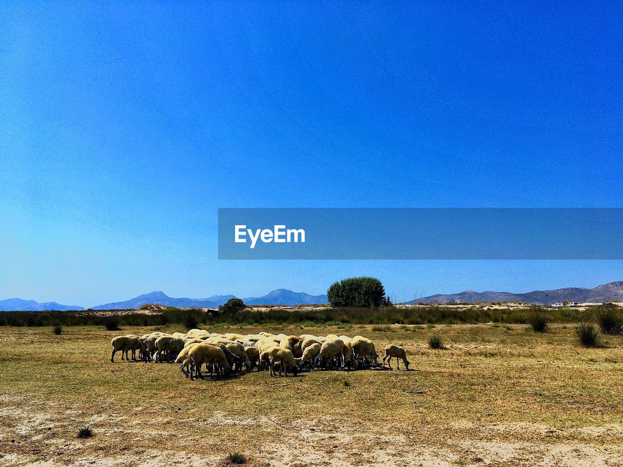 FLOCK OF SHEEP GRAZING ON FIELD AGAINST CLEAR SKY