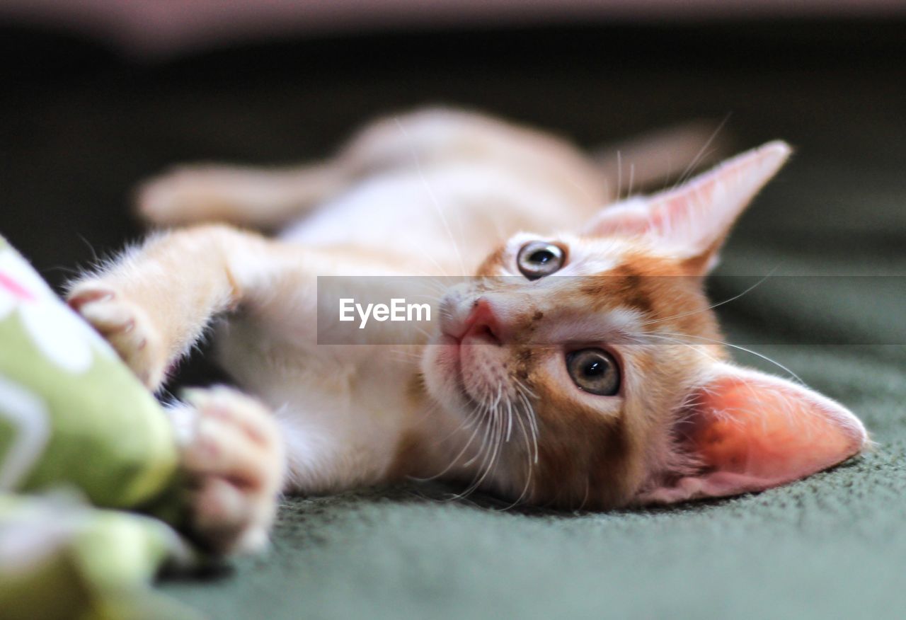 Close-up of cat relaxing at home