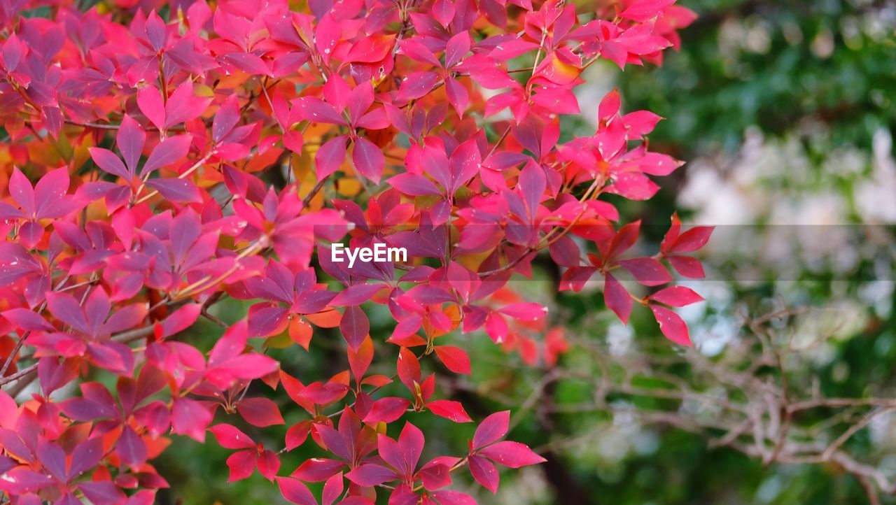 Close-up of pink flowering plants