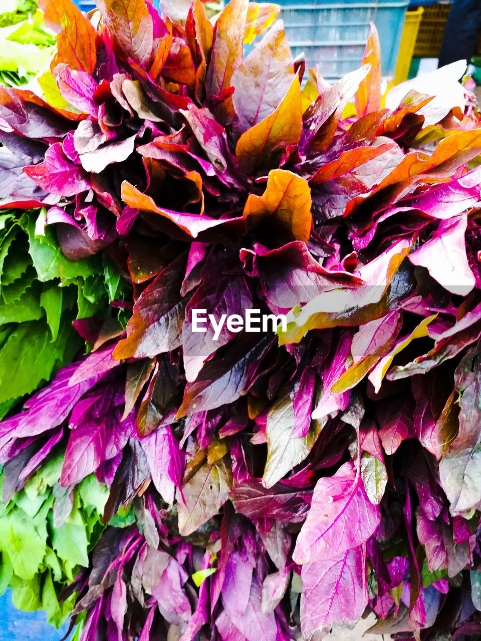 CLOSE-UP OF MULTI COLORED LEAVES ON TREE