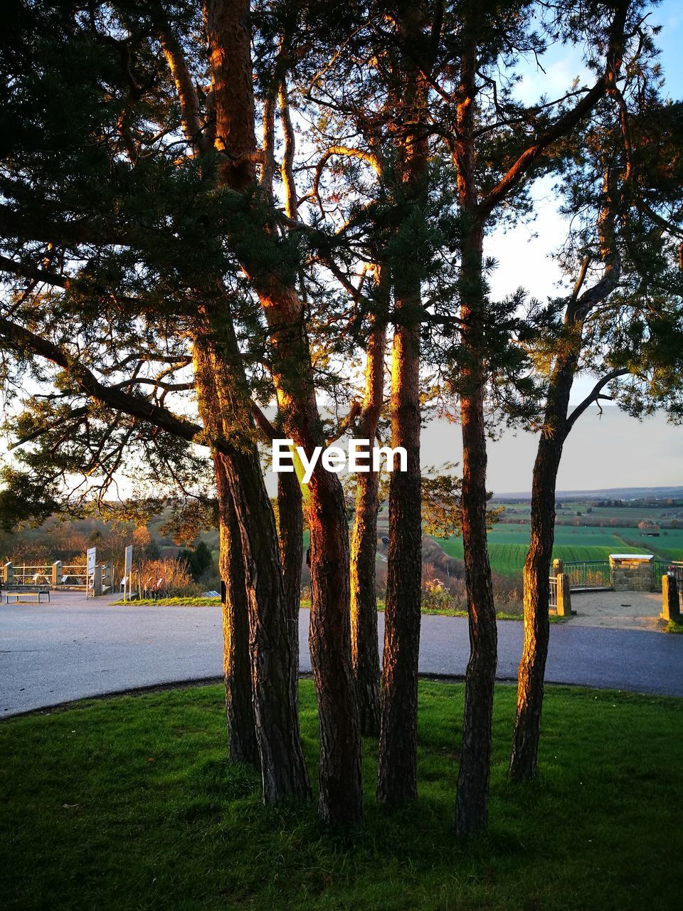 TREES GROWING ON FIELD AGAINST LAKE