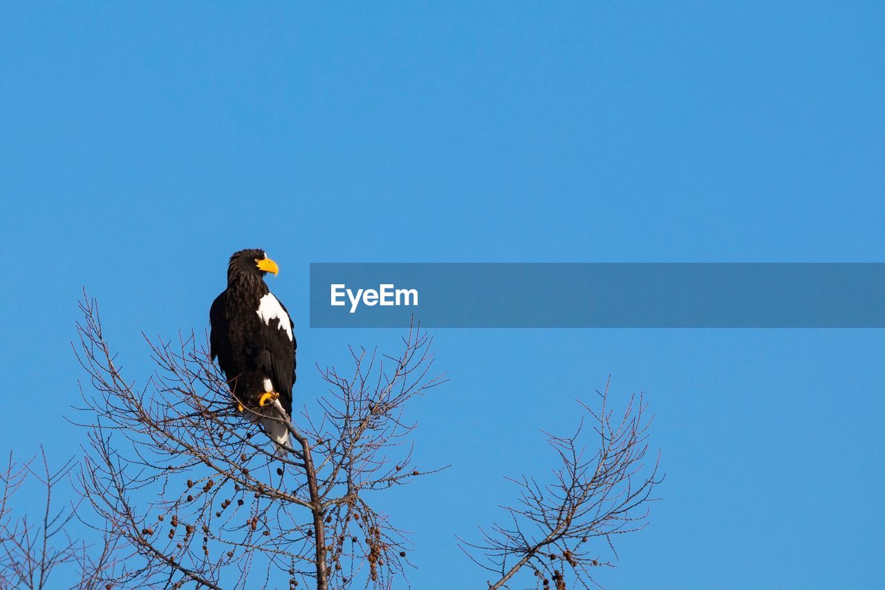 Low angle view of bird perching on branch against blue sky