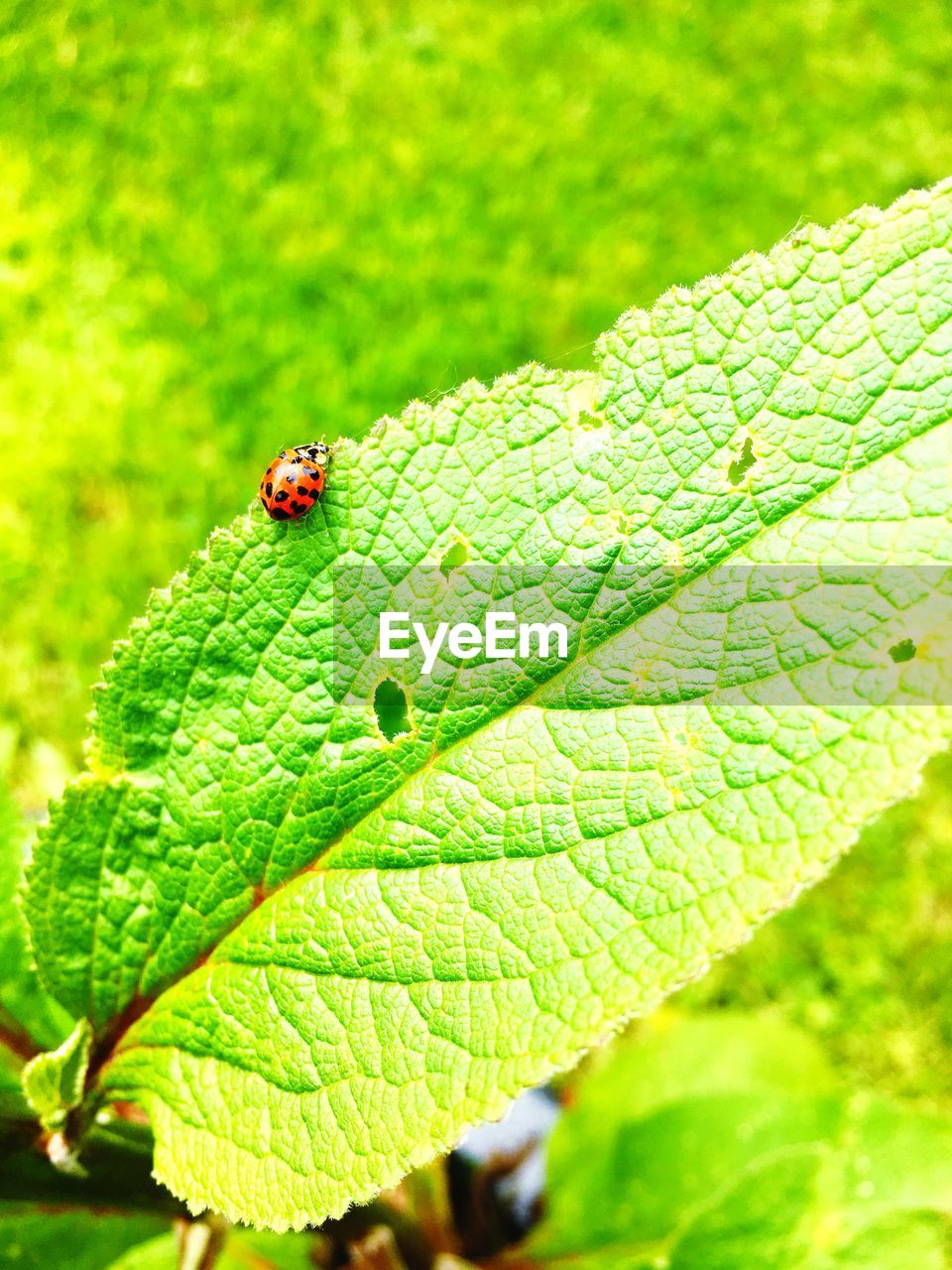 High angle view of ladybug on leaf