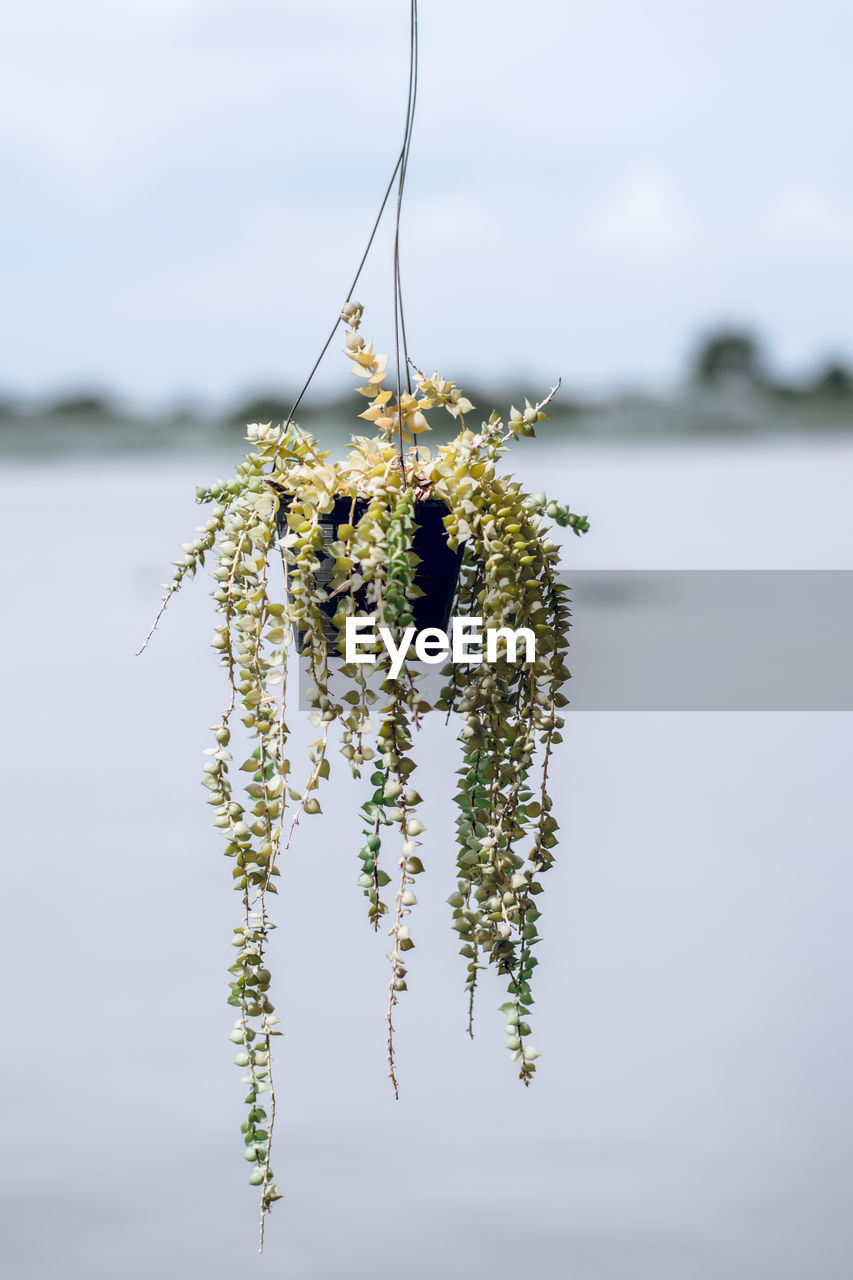Close-up of potted plant hanging against lake