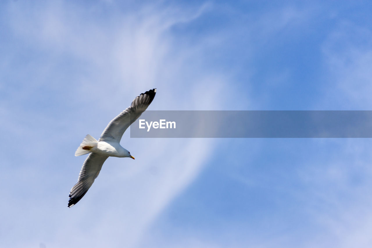 Low angle view of seagull flying in sky