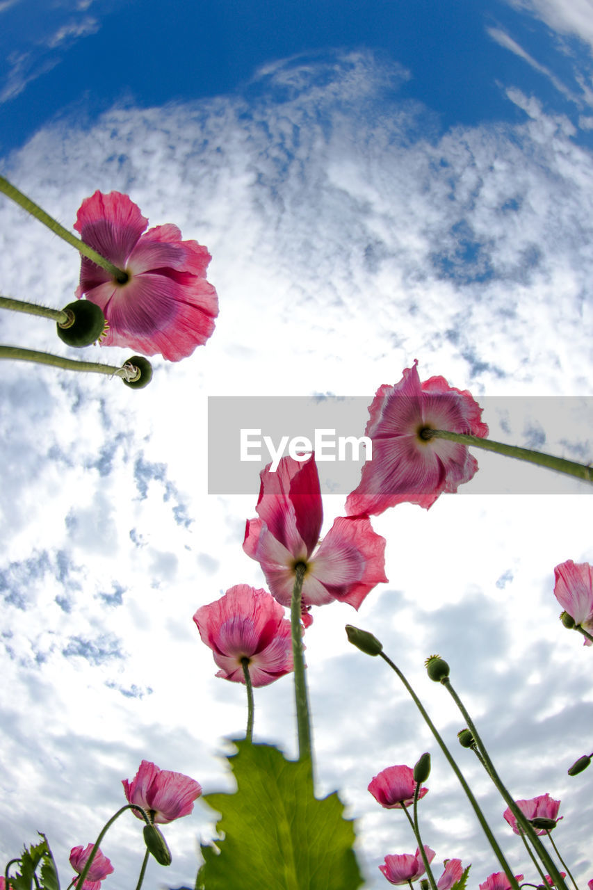 CLOSE-UP OF PINK FLOWERING PLANT AGAINST SKY