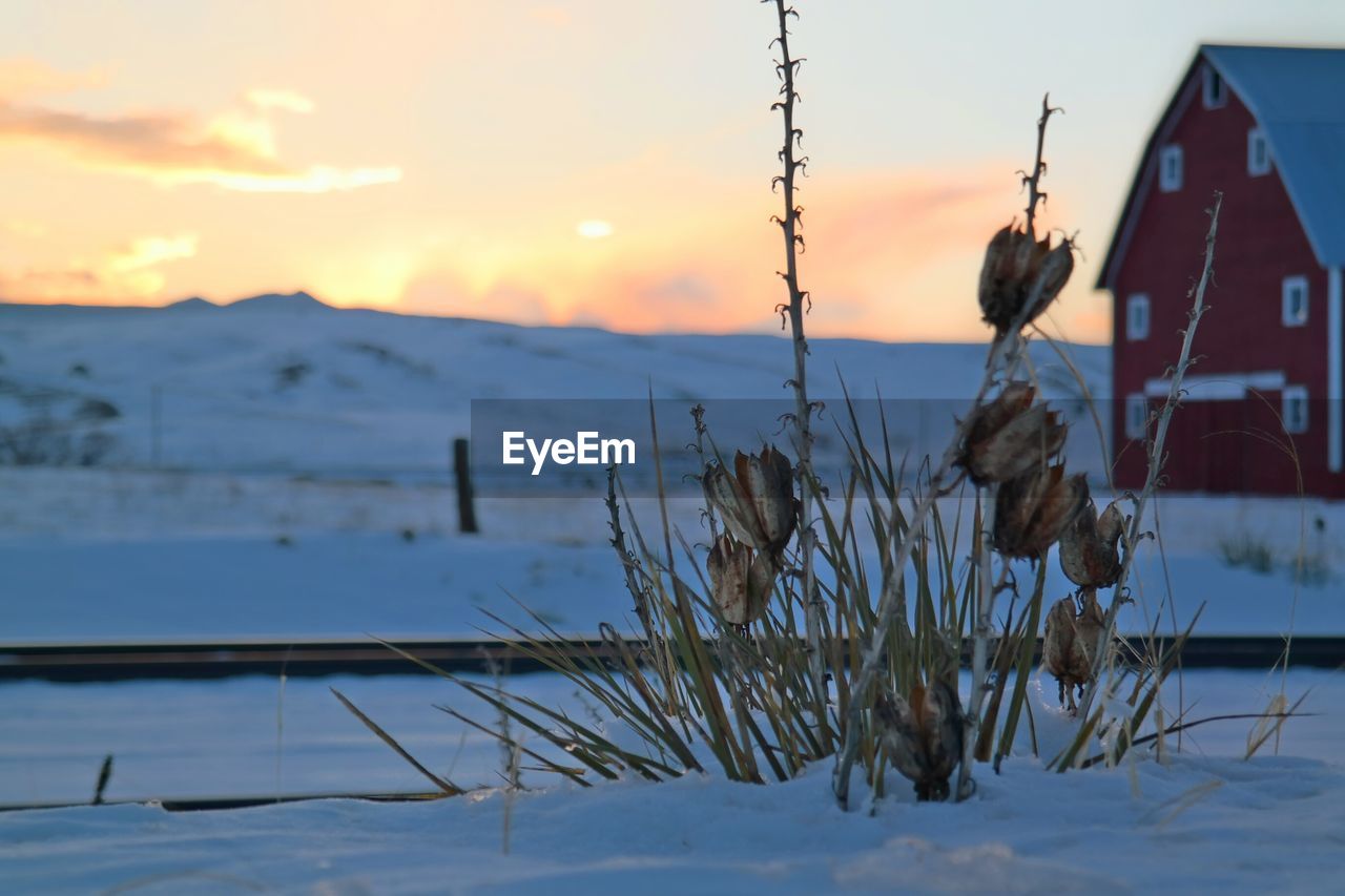 Plants growing on snow covered field against sky at sunset