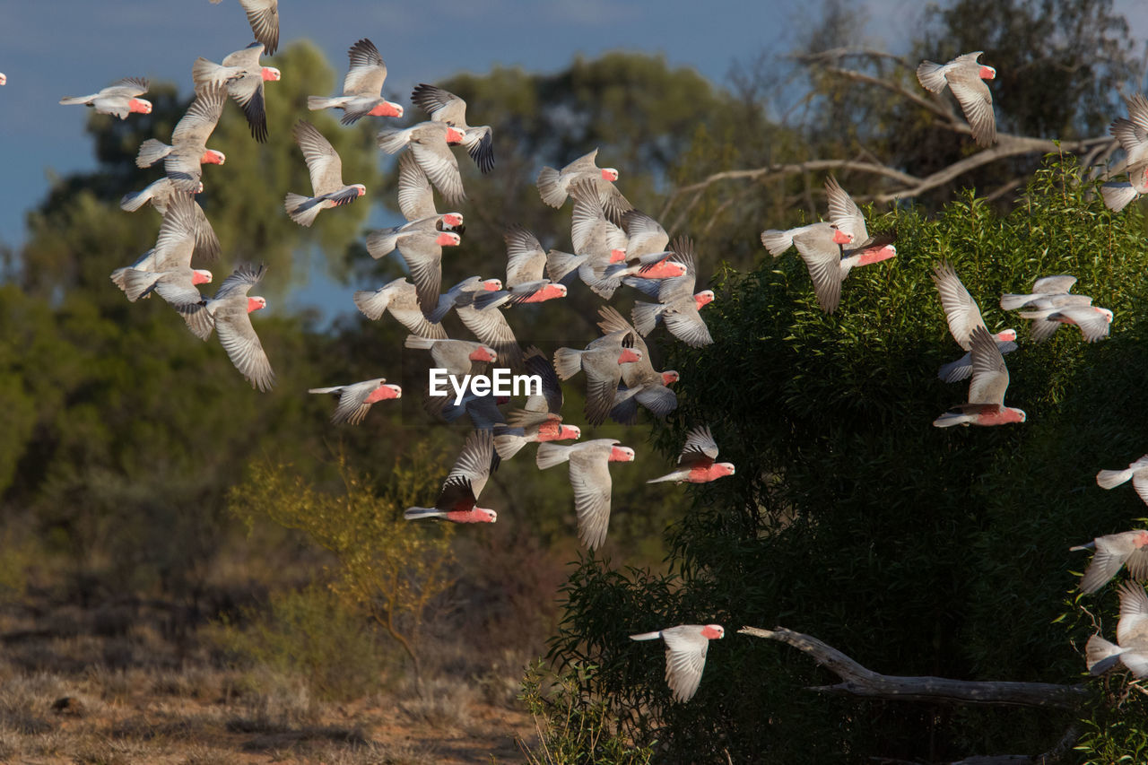 BIRDS IN A SEA