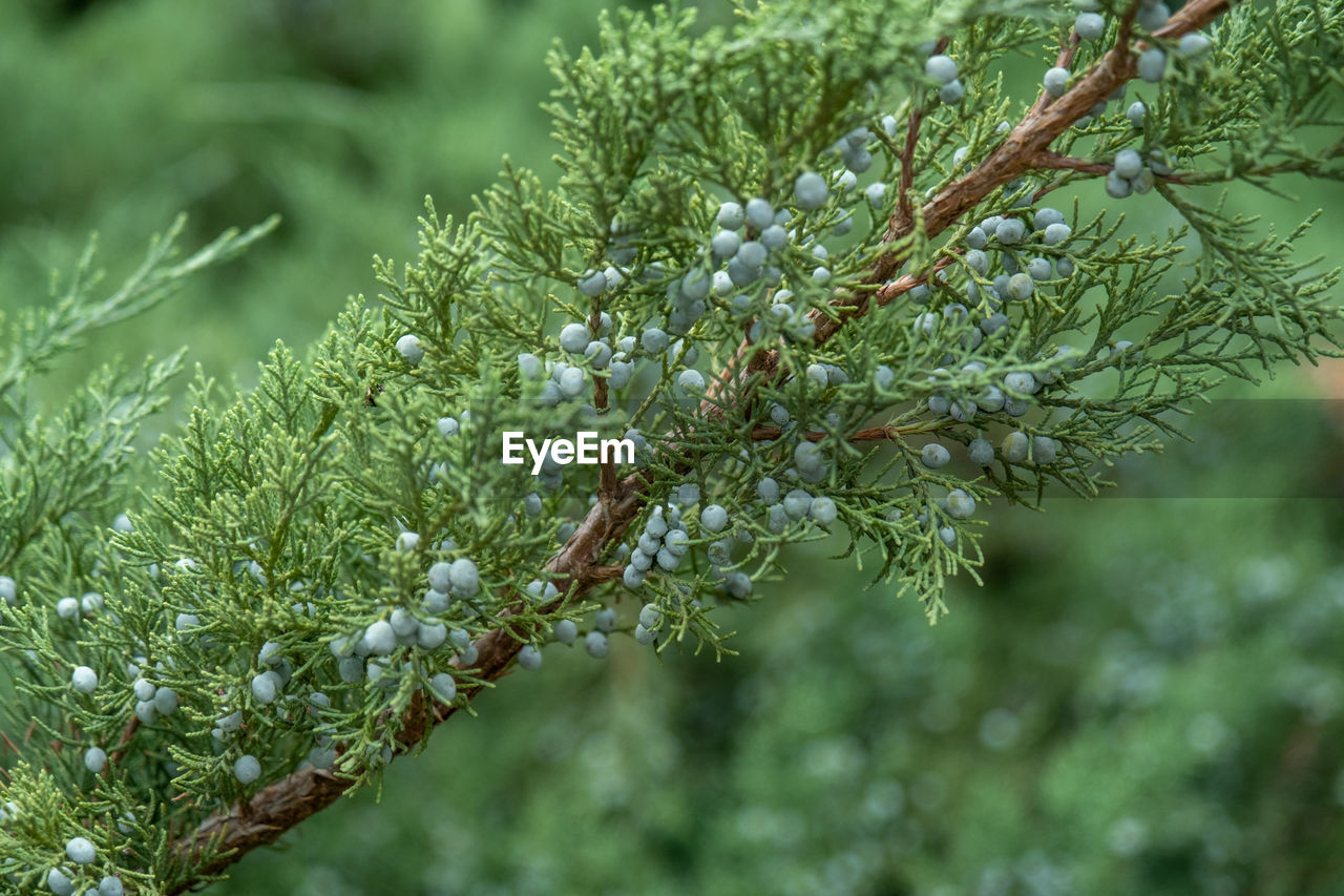 plant, tree, branch, nature, green, coniferous tree, pinaceae, pine tree, beauty in nature, no people, growth, close-up, day, focus on foreground, outdoors, leaf, plant part, flower, spruce, fir, environment, winter, forest, tranquility, twig, needle - plant part, evergreen, shrub, frost, cold temperature, selective focus, land